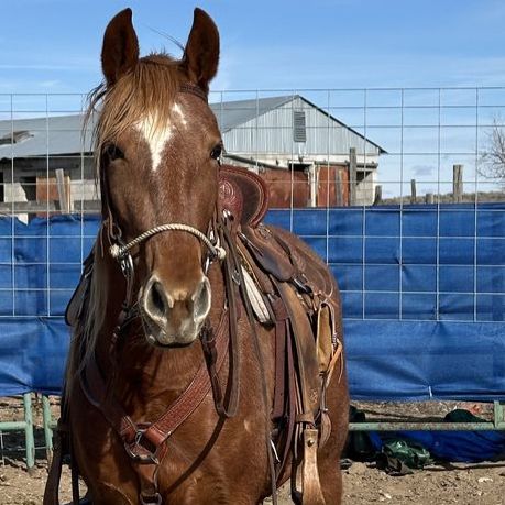 Grade Missouri Foxtrotter Five Year-Old Mare