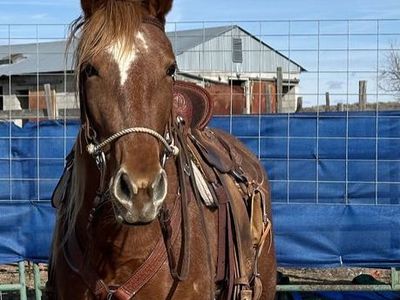 Grade Missouri Foxtrotter Five Year-Old Mare