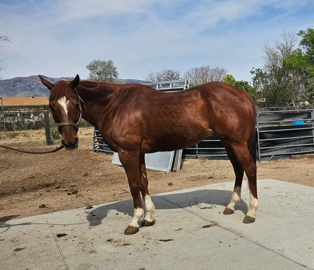 15 Year old Quarter Horse gelding