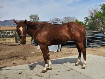 15 Year old Quarter Horse gelding