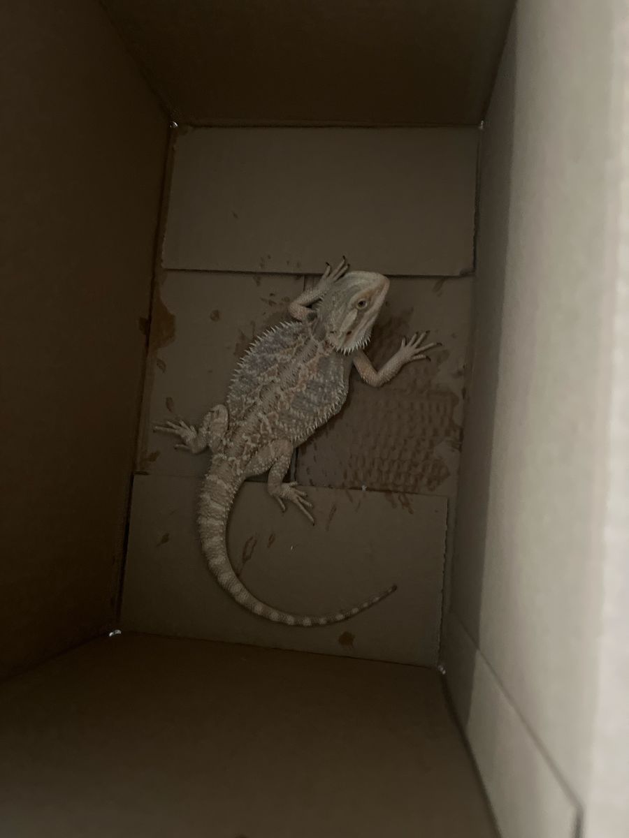 Bearded Dragon Lizard 