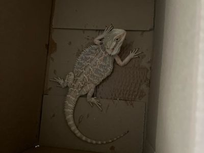Bearded Dragon Lizard