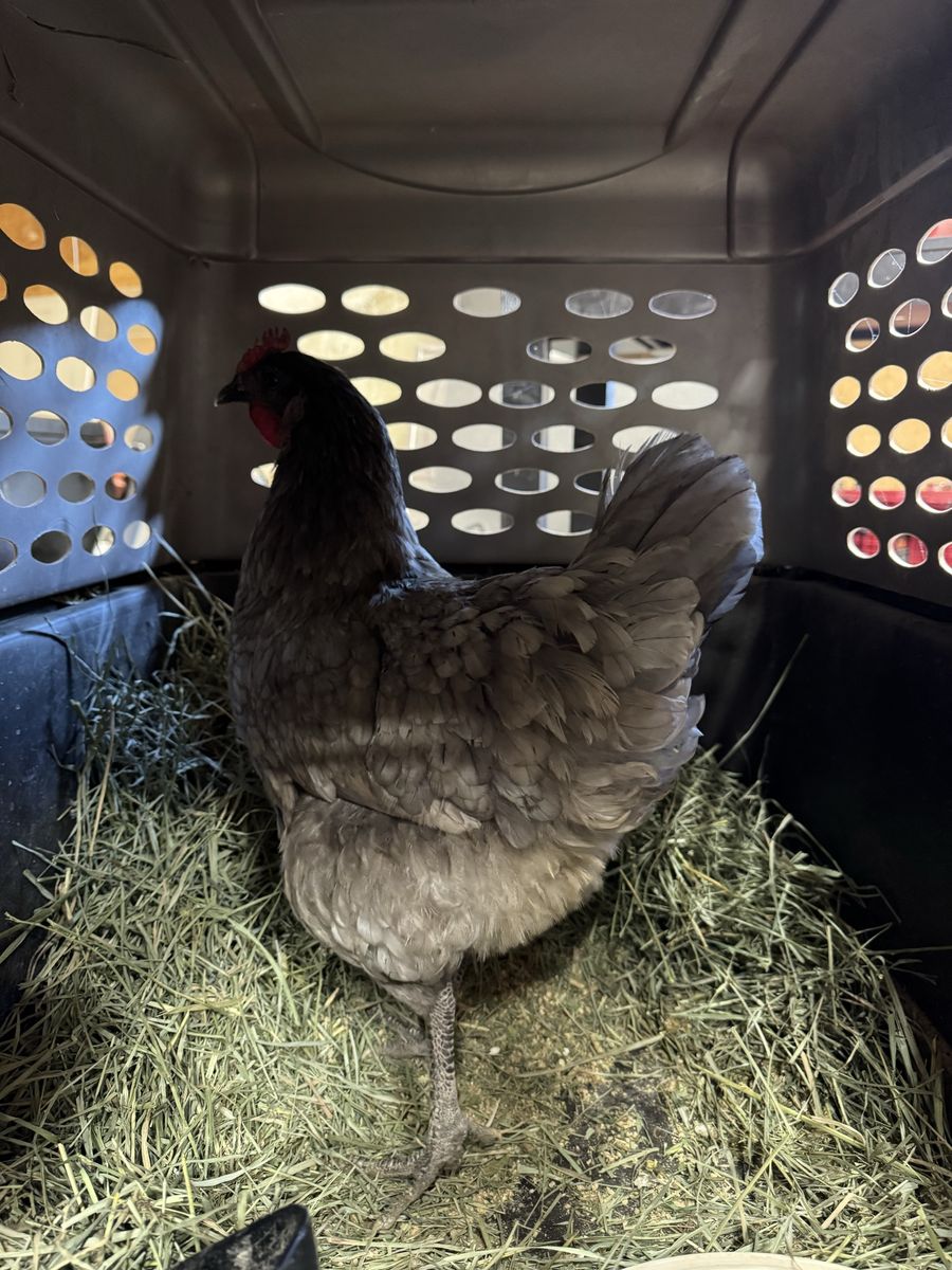 Blue Jersey Giant Hen
