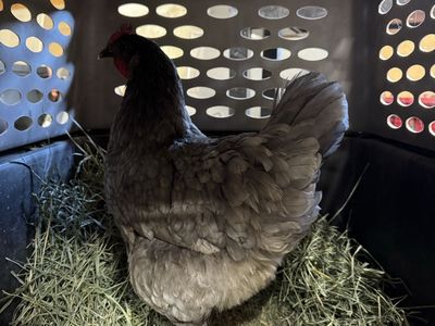 Blue Jersey Giant Hen