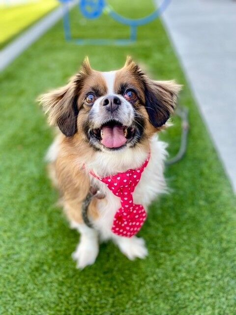 A159408 Cooper is Available for Adoption!