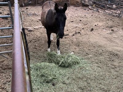 800 obo