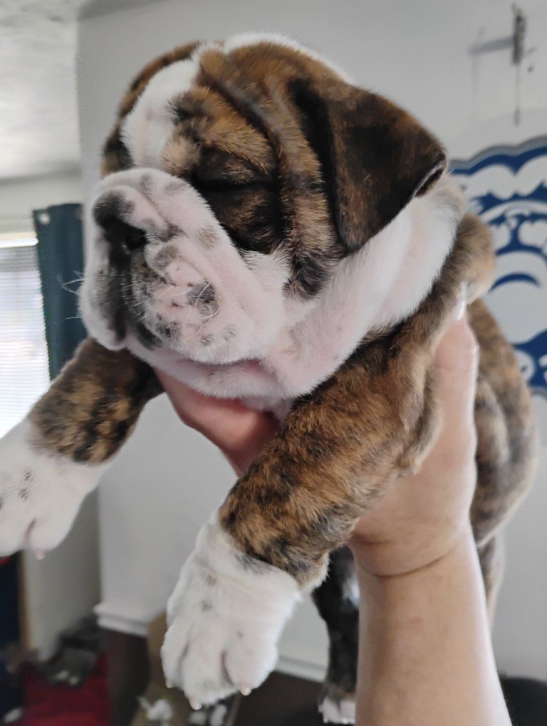 AKC English Champion Bulldog Puppy