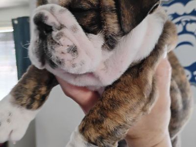 AKC English Champion Bulldog Puppy