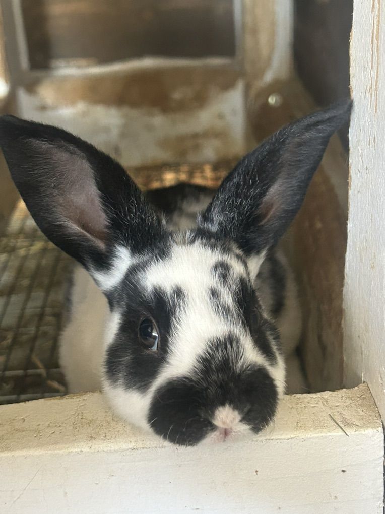 Standard Rex Rabbits