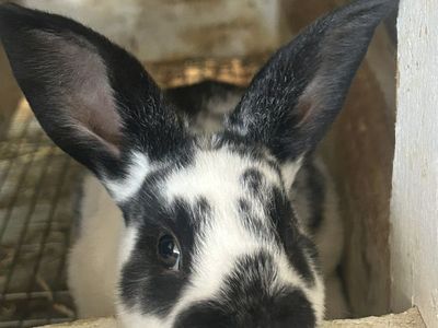 Standard Rex Rabbits