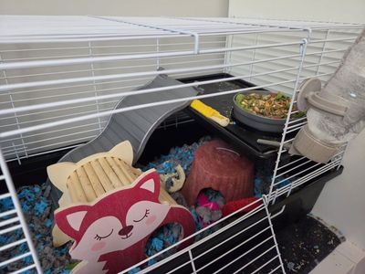 A Bunch of Hamster/Small Animal Accessories