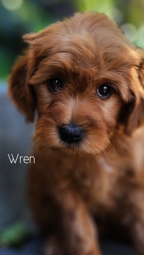 Crate Trained Mini Goldendoodle Male