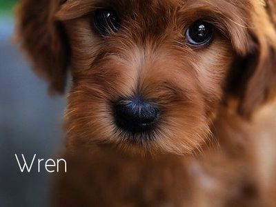 Crate Trained Mini Goldendoodle Male