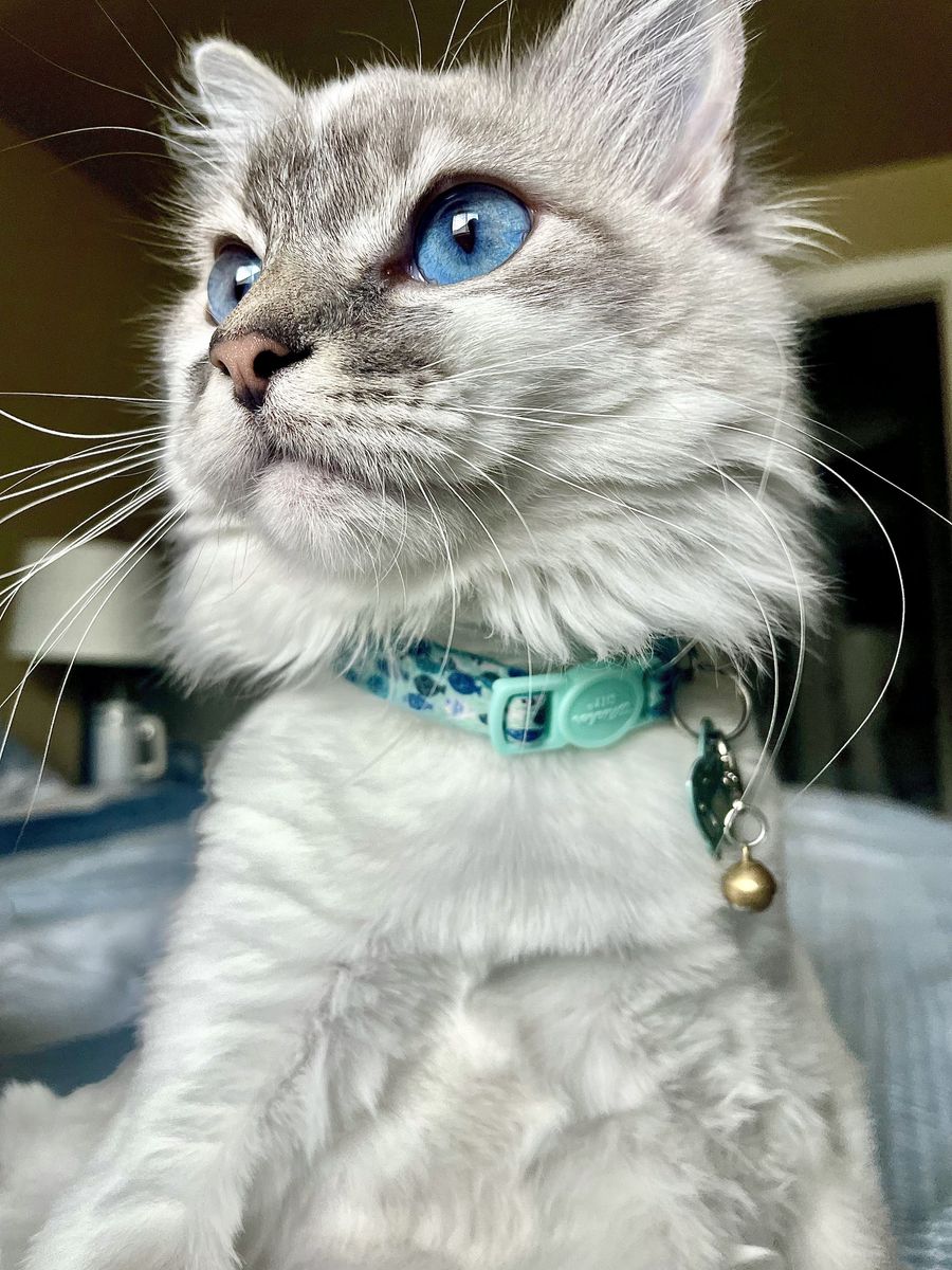 Ragdoll Young Adult Female Cat 5 Years Old