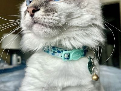 Ragdoll Young Adult Female Cat 5 Years Old