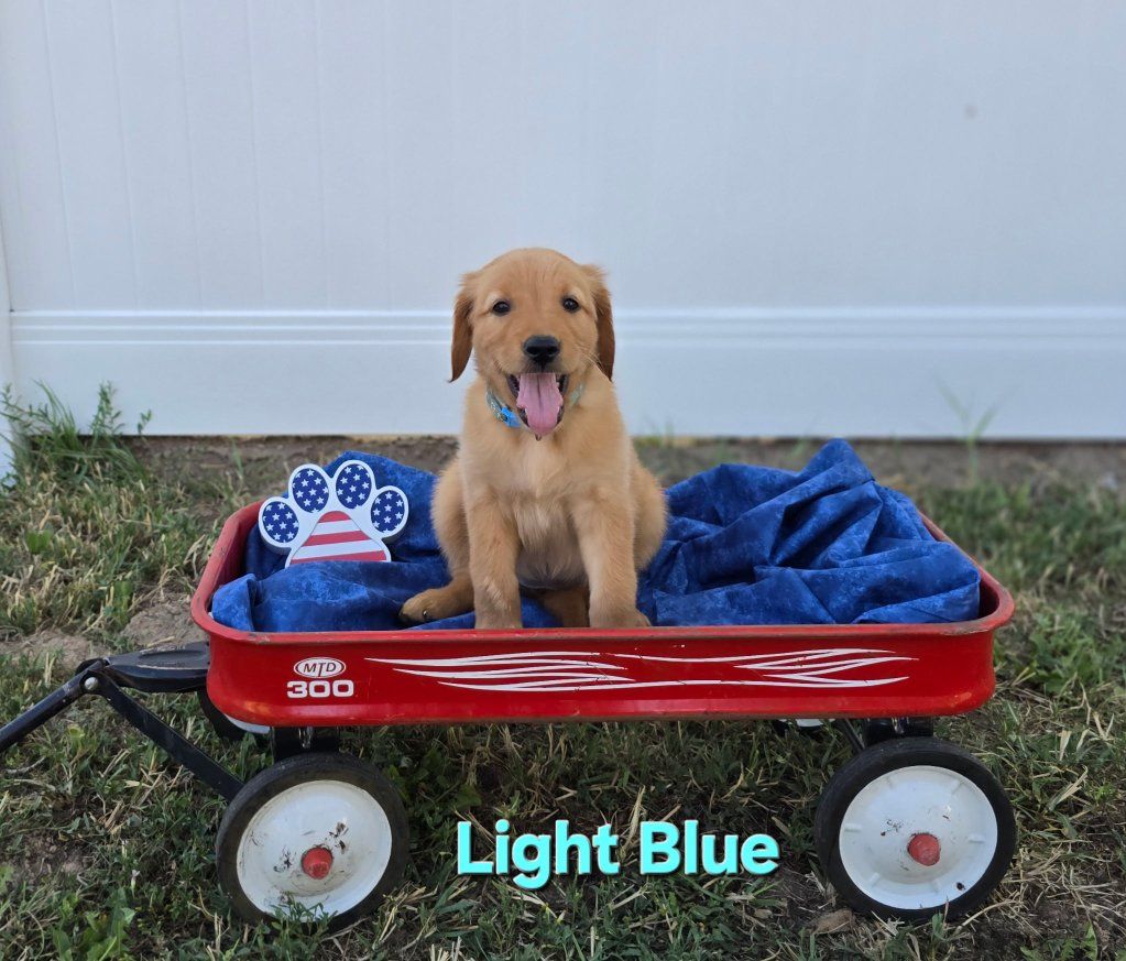 3 Girl Golden Retriever Puppies - Ready for New Homes!
