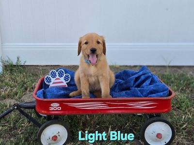 3 Girl Golden Retriever Puppies - Ready for New Homes!
