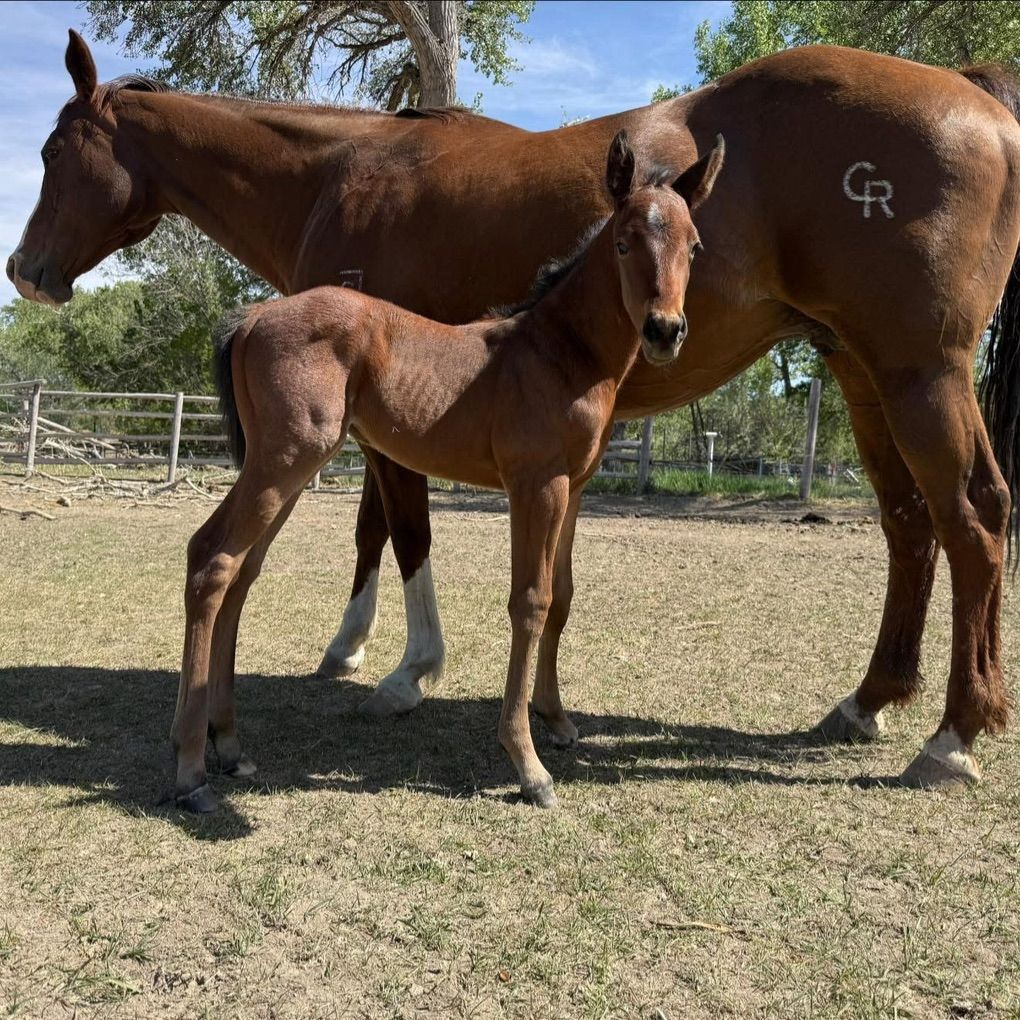 2 In 1 FG Daughter & 2026 colt
