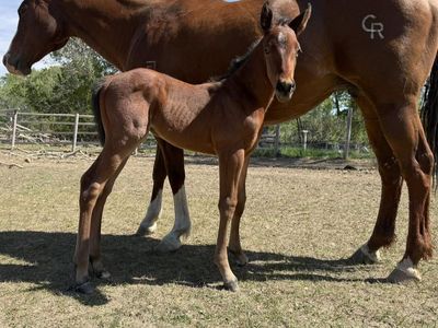 2 In 1 FG Daughter & 2026 colt