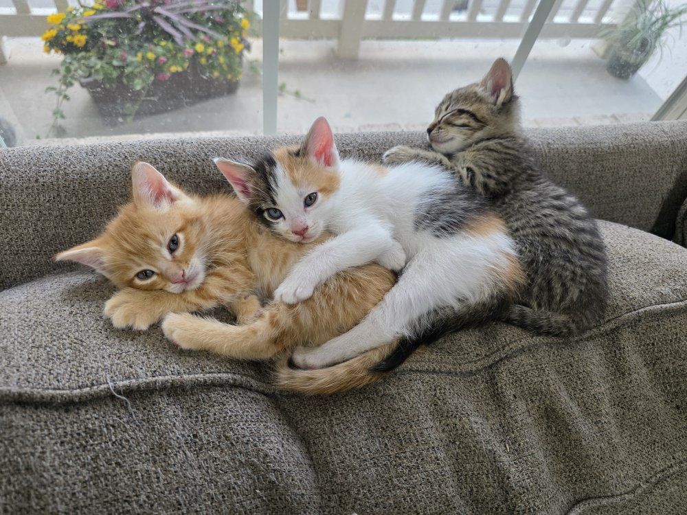 Kittens Ready for Their New Homes