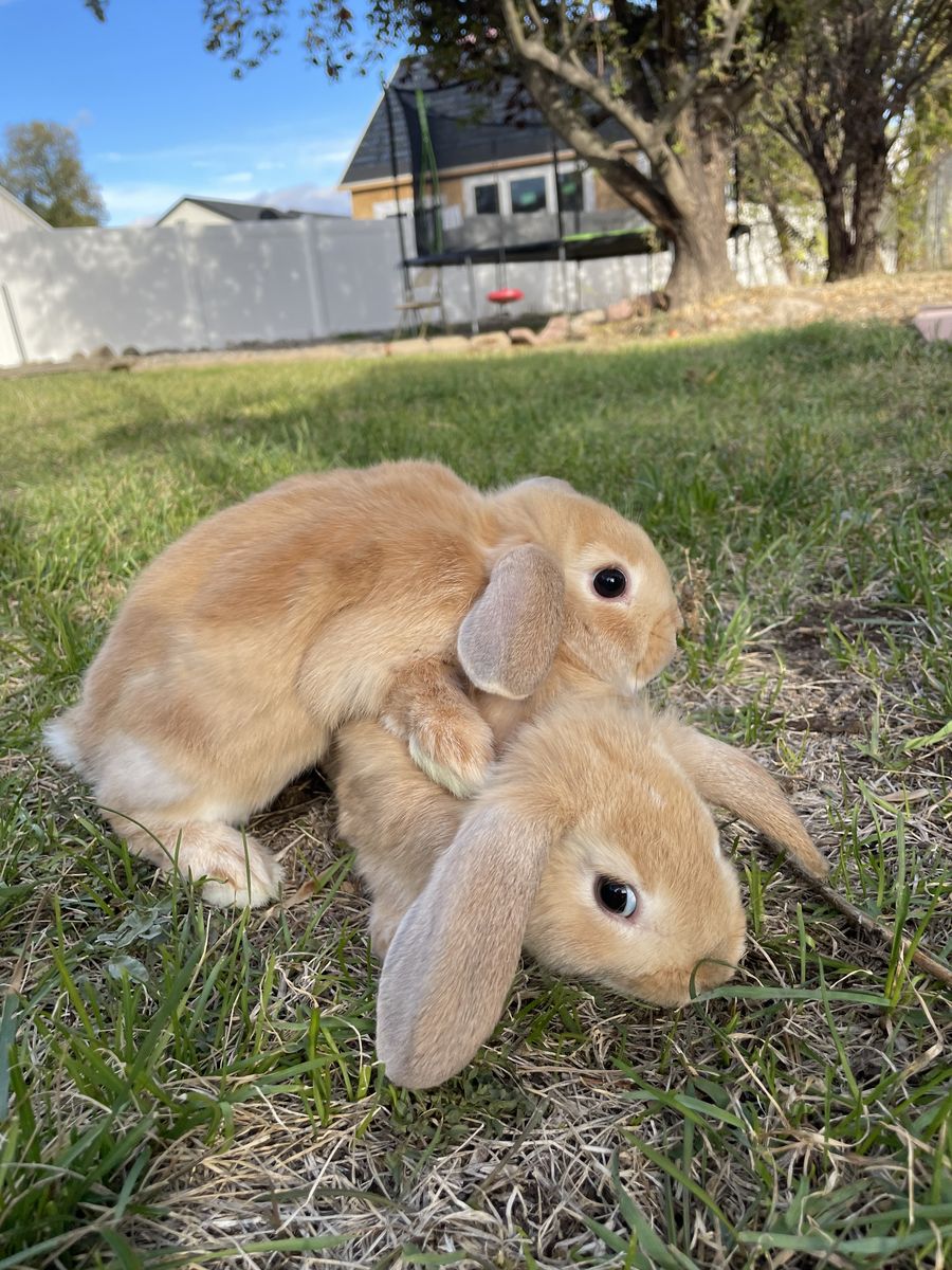 Free bunny
