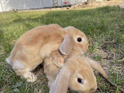 Free bunny