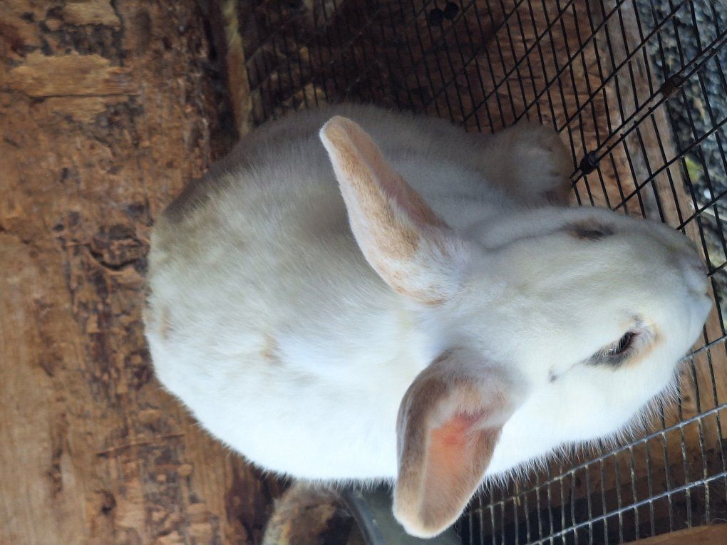 new zealand rabbit breeding pair