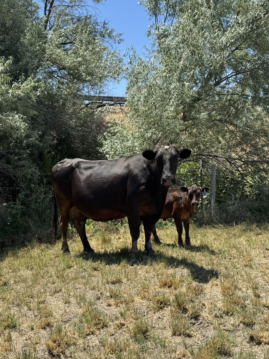 Angus cow calf pair