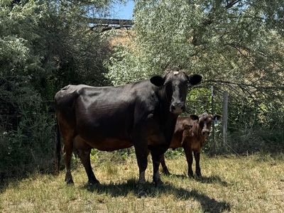 Angus cow calf pair