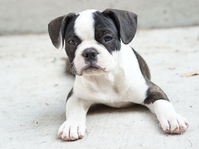 Frenchton Puppies - French Bulldog & Boston Terrier Mix (3 Months Old)