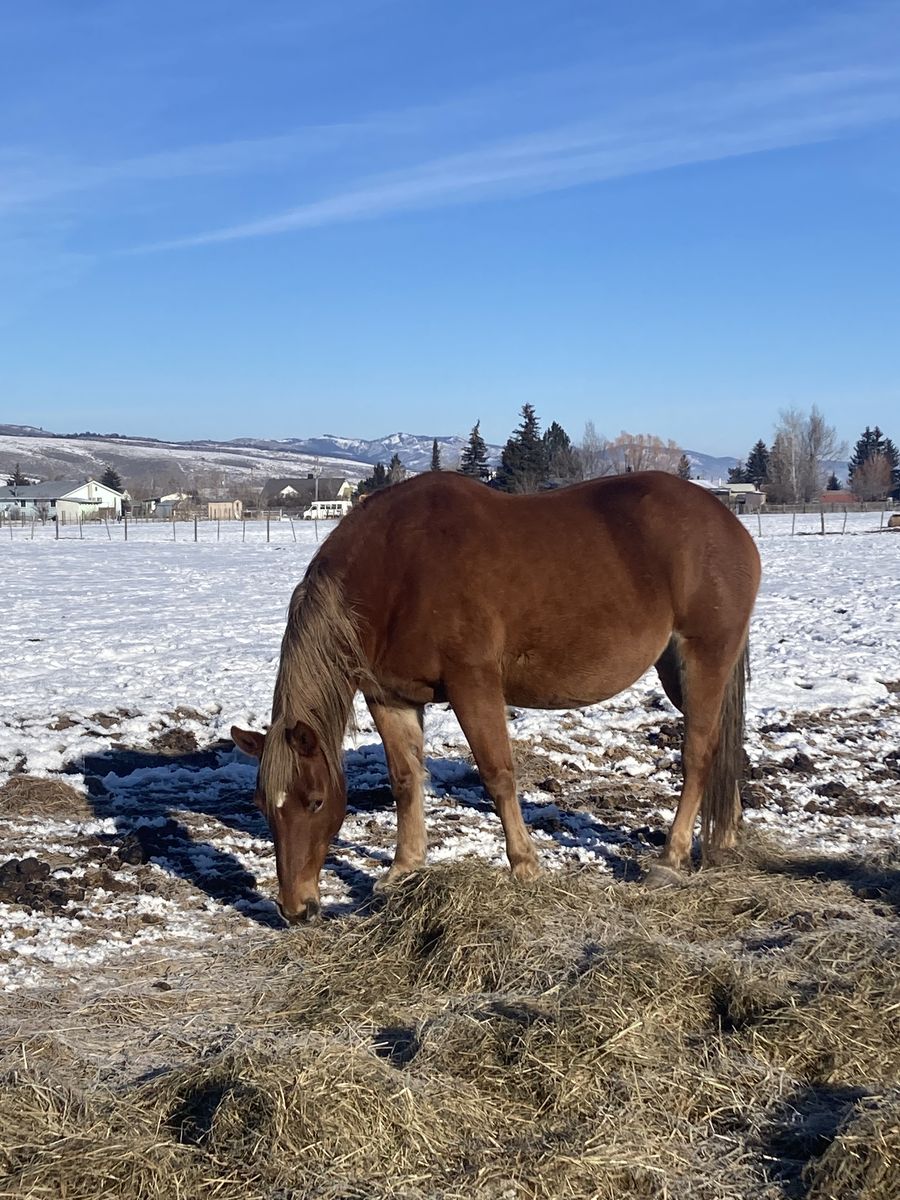 17 Year Old Half Draft Mare