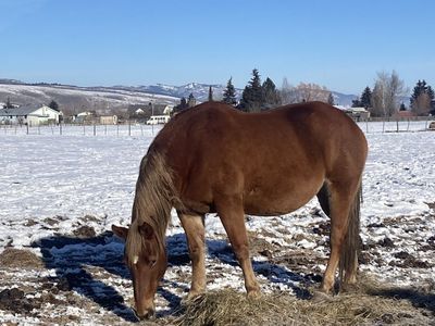 17 Year Old Half Draft Mare