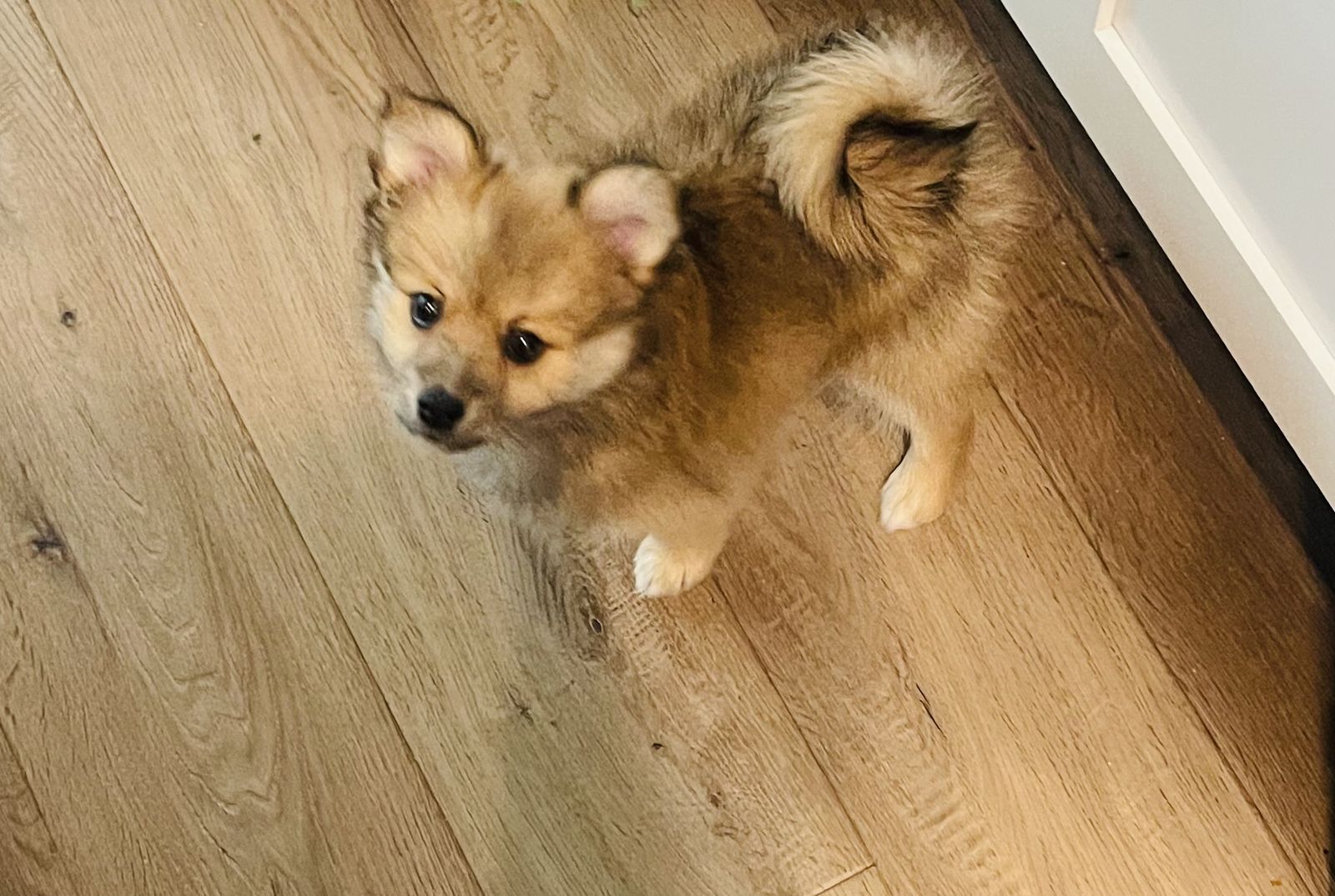 Pomeranian Puppy
