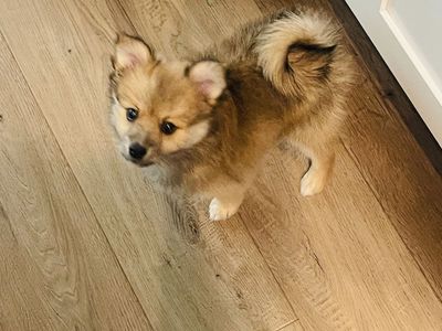 Pomeranian Puppy