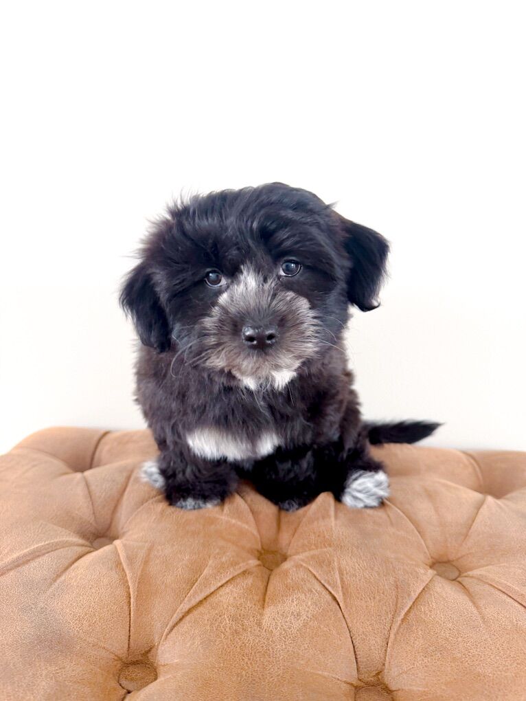 F Coton de Tulear -Shih Tzu, Havanese, Schnauzer