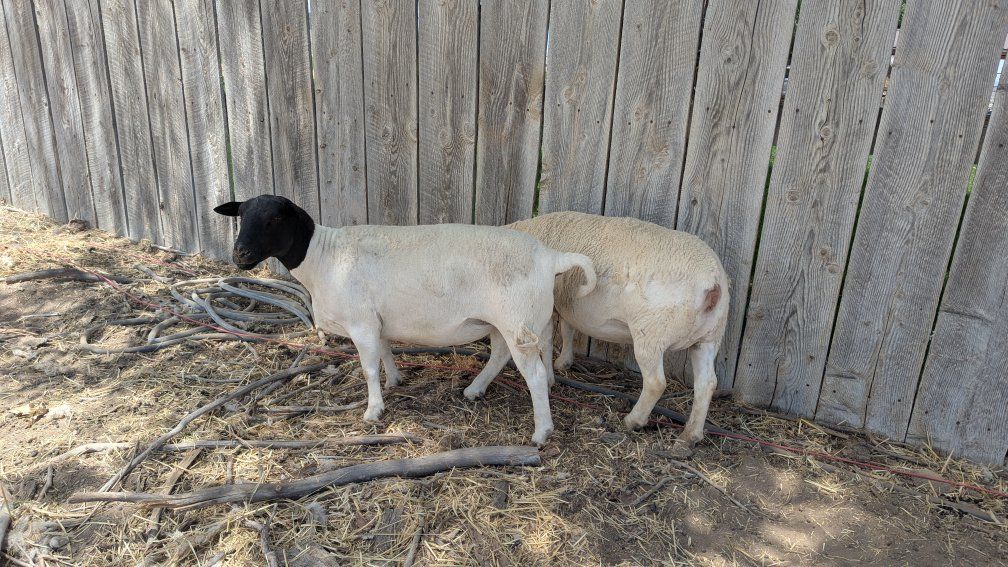 Purebred Dorper Ewes