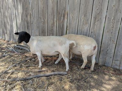 Purebred Dorper Ewes