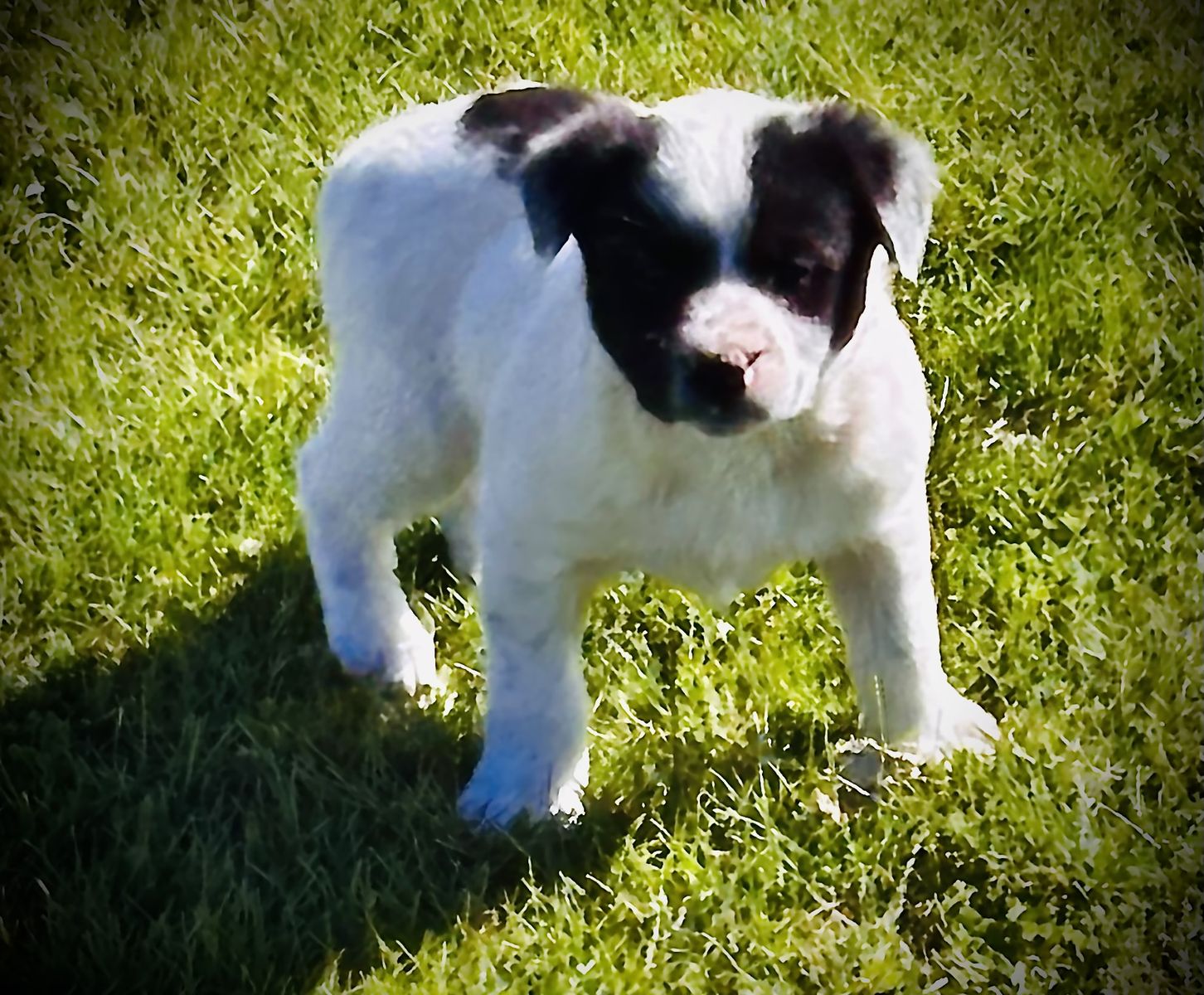 Mcnab Heeler Stock Dog Puppies