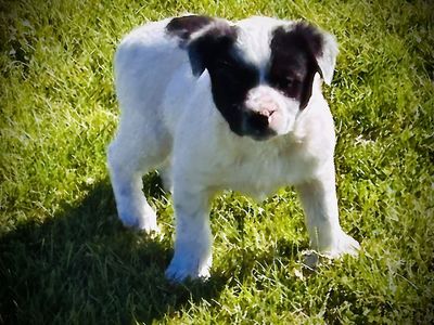 Mcnab Heeler Stock Dog Puppies