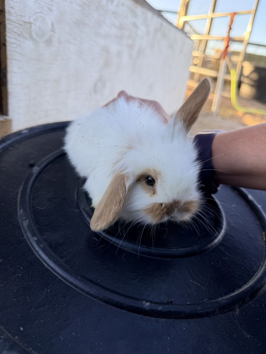 lop bunnies