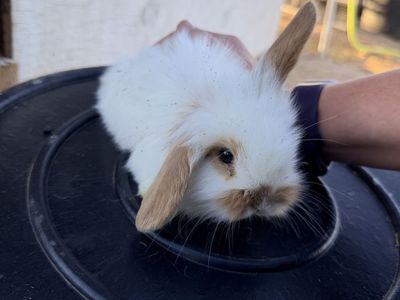 lop bunnies