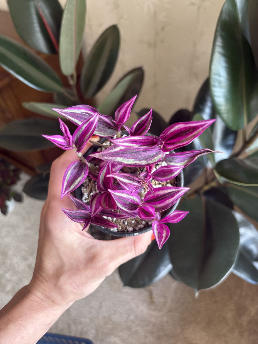 Tradescantia Pink Paradise Houseplant