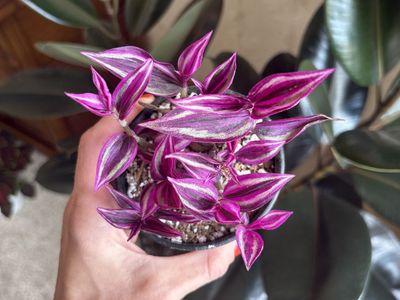 Tradescantia Pink Paradise Houseplant