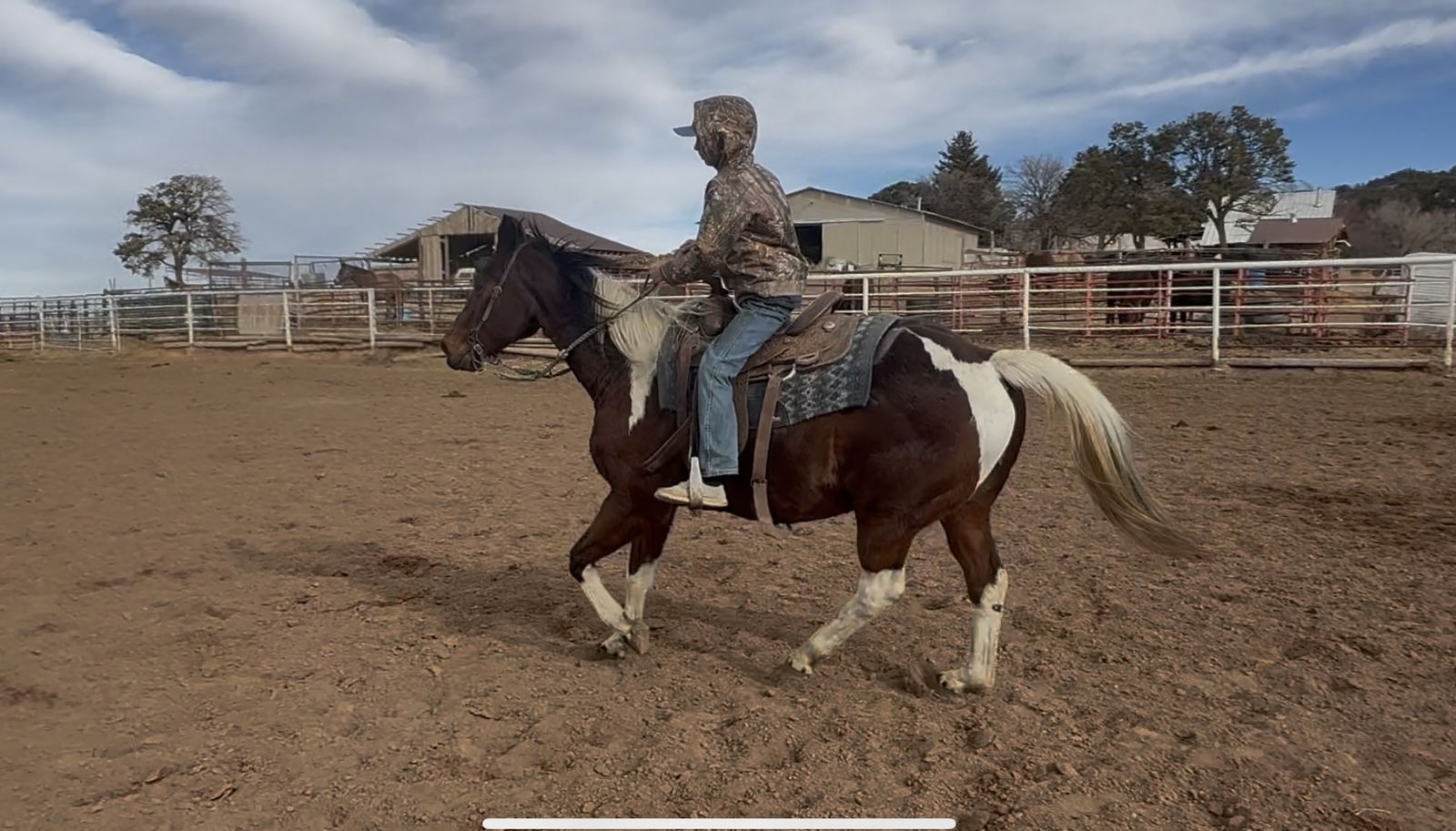 One Special Gelding!