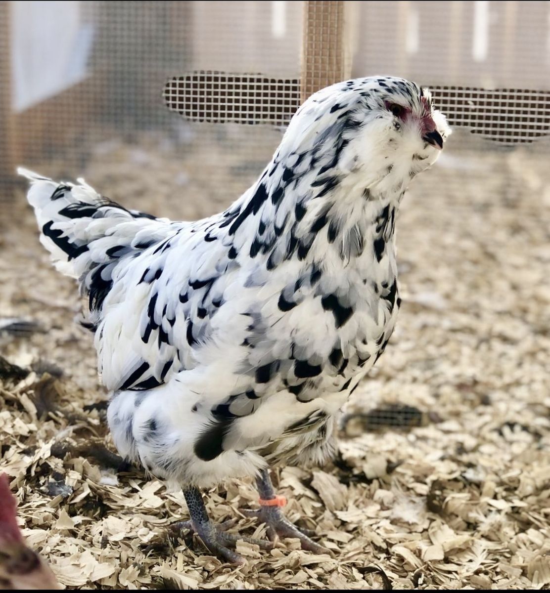 Ermine Ameracauna Rooster Chick