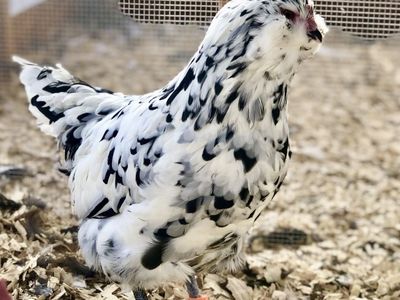 Ermine Ameracauna Rooster Chick