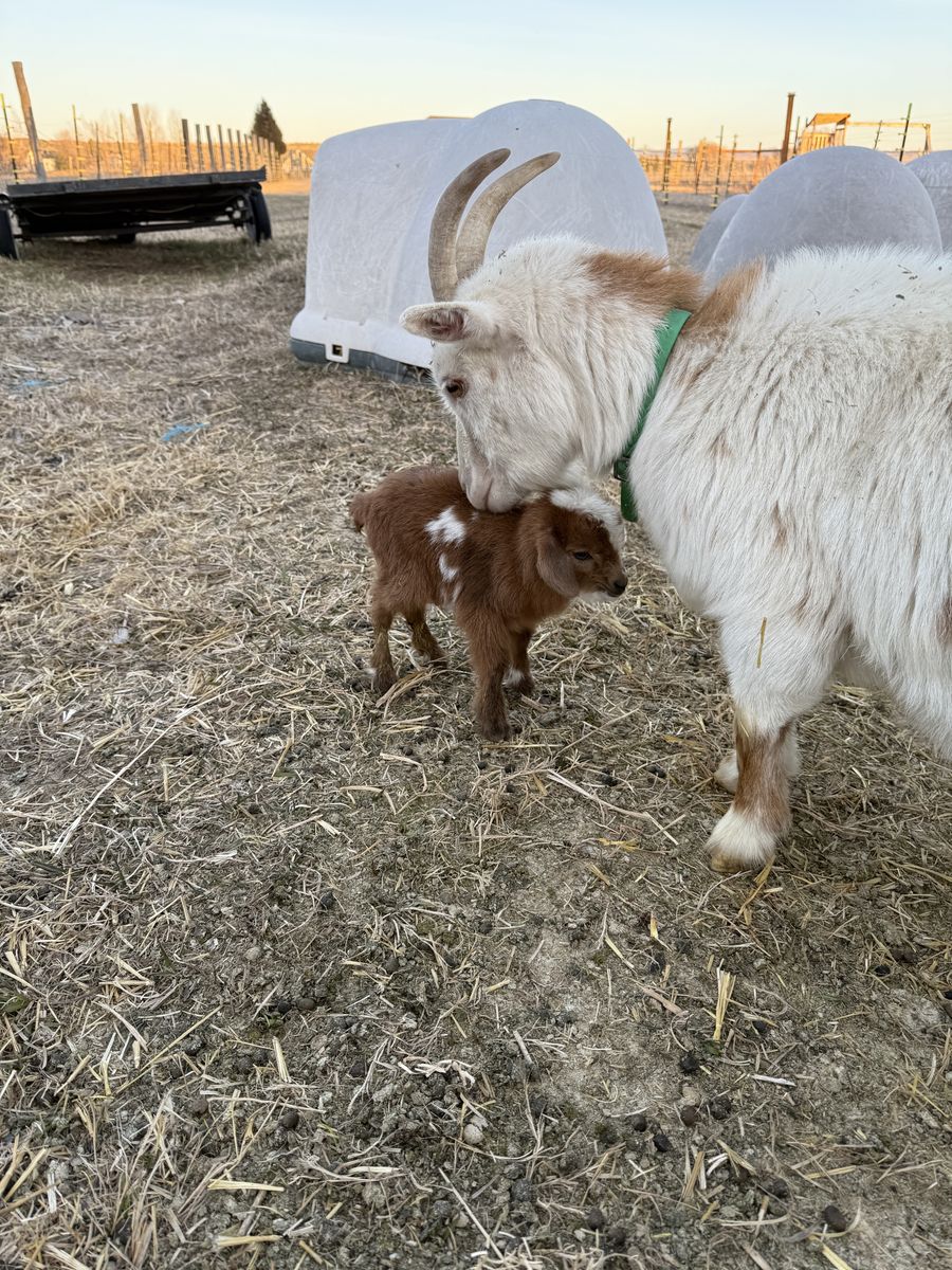 Nigerian Dwarf Goats
