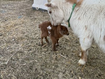 Nigerian Dwarf Goats