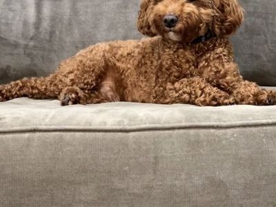 100% Clear 10 Pound AKC Mini Poodle Stud