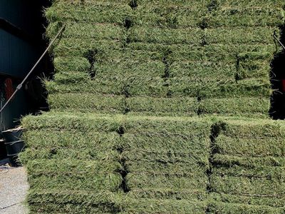 3rd crop clean alfalfa hay 65-70lb no rain in stack CASH only